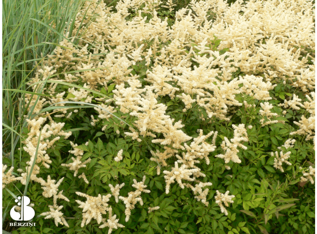 Astilbe × arendsii   'Mont Blanc'
